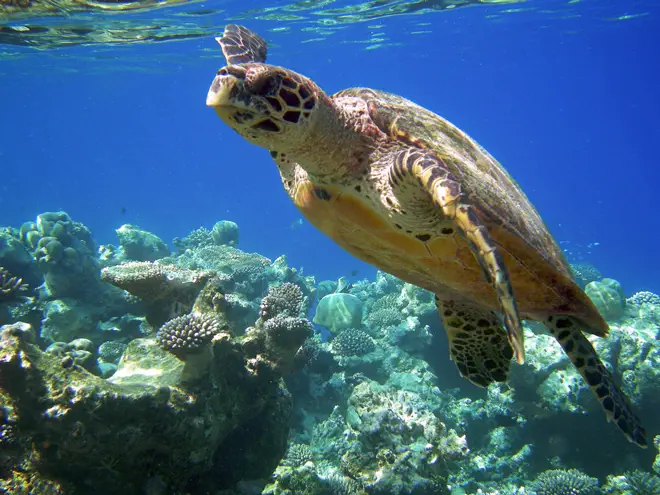 Caretta Carettalar: Deniz Kaplumbağalarının Mucizevi Yolculuğu